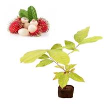 Muda De Rambutan Muda De Rambutan