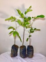 Muda De Rambutãn - Frutífera Exótica