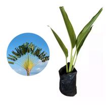 Muda de Ravenala 20 a 40cm AMK - Plantas Online
