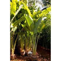 Muda de Ravenala Altura de 1,0 m a 1,50