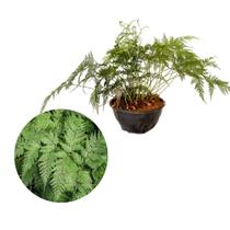 Muda de Renda Portuguesa 20 a 40cm AMK - Plantas Online Muda de Renda Portuguesa 20 a 40cm AMK - Plantas Online