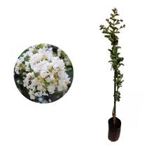Muda de Reseda Branco 20 a 40cm AMK - Plantas Online
