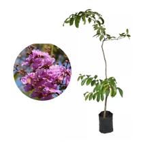 Muda de Reseda Gigante 20 a 40cm AMK - Plantas Online