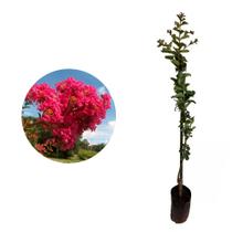 Muda de Reseda Rosa 20 a 40cm AMK - Plantas Online