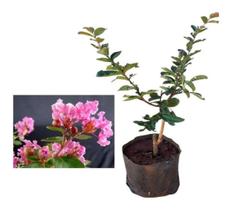 Muda De Resedá Rosa - Lagerstroemia Indica