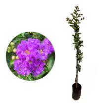 Muda de Reseda Roxo 20 a 40cm AMK - Plantas Online