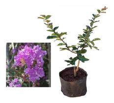 Muda De Resedá Roxo - Lagerstroemia Indica