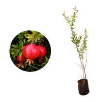 Muda de Roma Ana 20 a 40cm AMK - Plantas Online