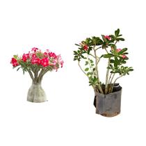 Muda de Rosa Do Deserto 20 a 40cm AMK - Plantas Online