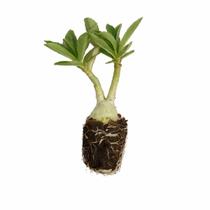 Muda de Rosa do Deserto 5 Unidades para jardim vaso