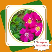 Muda de Rosa Silvestre Stellata Rosa stellata.