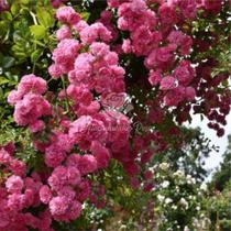 Muda de Rosa Trepadeira na cor Rosa Pink de Cacho