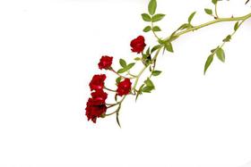 Muda de Rosa Vermelha Altura de 0,10 cm a 0,30 cm - Plantas