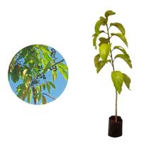 Muda de Saguaraji 20 a 40cm AMK - Plantas Online Muda de Saguaraji 20 a 40cm AMK - Plantas Online