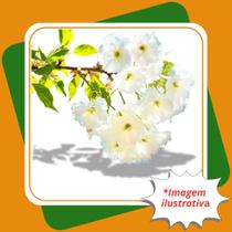 Muda de Sakura Branca Enxertada de Rápida Floração Prunus Serrulata.