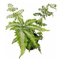 Muda De Samambaia Prata Variegata Ou Prateada Planta Rara Exótica Decoração Interiores Jardins Ambientes Muda De Samambaia Prata Variegata Ou Prateada Planta Rara Exótica Decoração Interiores Jardins Ambientes