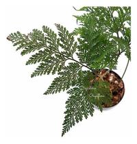 Muda De Samambaia Renda Francesa Planta Natural Muda De Samambaia Renda Francesa Planta Natural