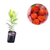 Muda de Sapiranga ou Araçá Pitanga ou Araça Mulato