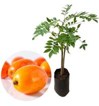 Muda De Seriguela Para Produzir