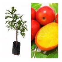 Muda De Seriguela Produzindo - Pronta Para O Plantio Muda De Seriguela Produzindo - Pronta Para O Plantio
