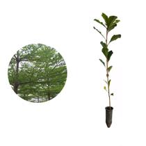 Muda de Sete Copas 20 a 40cm AMK - Plantas Online