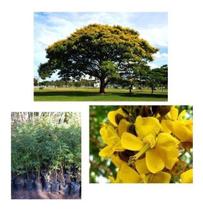 Muda De Sibipirúna - Caesalpinia Pluviosa- Prontas P Plantio Muda De Sibipirúna - Caesalpinia Pluviosa- Prontas P Plantio