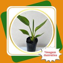 Muda de Strelitzia Nicolai Strelitzia nicolai. Muda de Strelitzia Nicolai Strelitzia nicolai.