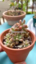 Muda de Suculenta Graptopetalum Francesco Baldi Rara e Resistente