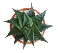 Muda De Suculenta Rara Haworthia Limifolia Twister Com Vaso!