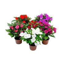 Muda de Sunpatiens 20 a 40cm AMK - Plantas Online - AMK Jardinagem e Paisagismo