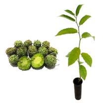 Muda de Taiúva 20 a 40cm AMK - Plantas Online Muda de Taiúva 20 a 40cm AMK - Plantas Online