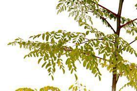 Muda de Tamarindo Altura de 0,40 cm a 0,80 cm - Plantas
