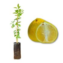 Muda de Tangerina Champagne Enxertada Rápida Produção Produz em Vasos