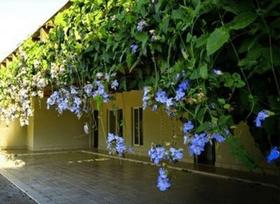 Muda de Thumbergia Arbustiva Azul - Thunbergia Erecta