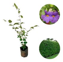 Muda De Thumbergia Azul Em Floração - Muda De Thumbergia Azul Em Floração -