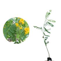 Muda de Tipuana 20 a 40cm AMK - Plantas Online Muda de Tipuana 20 a 40cm AMK - Plantas Online