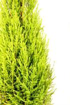 Muda de Tuia Limão Altura de 0,40 cm a 0,80 cm