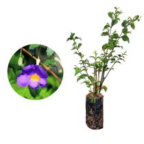 Muda de Tumbérgia Arbustiva 20 a 40cm AMK - Plantas Online