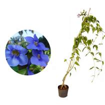 Muda de Tumbergia Azul 50 a 80cm AMK - Plantas Online Muda de Tumbergia Azul 50 a 80cm AMK - Plantas Online