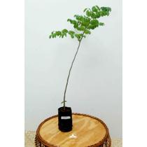 Muda de Umburana Altura de 0,40 cm a 0,80 cm