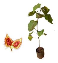 Muda De Urucum Coloral - Planta Medicinal Muda De Urucum Coloral - Planta Medicinal