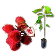 Muda de Urucum Colorau Muda de Urucum Colorau