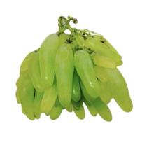 Muda de Uva Bananinha Enxertada Rápida Produção Produz em Vasos