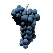 Muda de Uva Bordô ou Ives Seedling - Enxertadas Preste a Produzir