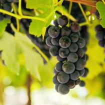 Muda De Uva Isabel - Enxertada