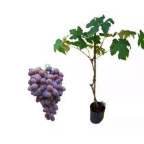 Muda de Uva Isis 50 a 80cm AMK - Plantas Online
