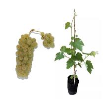 Muda de Uva Itália 50 a 80cm AMK - Plantas Online