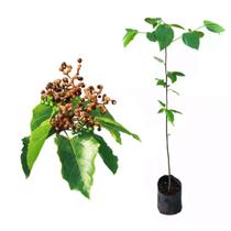 Muda de Uva Japonesa 20 a 40cm AMK - Plantas Online