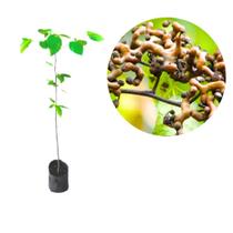 Muda de Uva Japonesa ou Tripa galinha