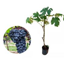 Muda de Uva Moscatel Roxa 50 a 80cm AMK - Plantas Online